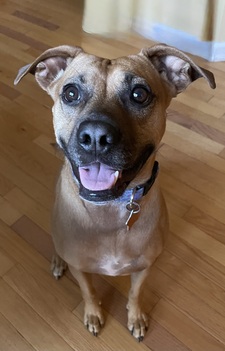 Lucy, Stacy&rsquo;s Black Mouth Cur